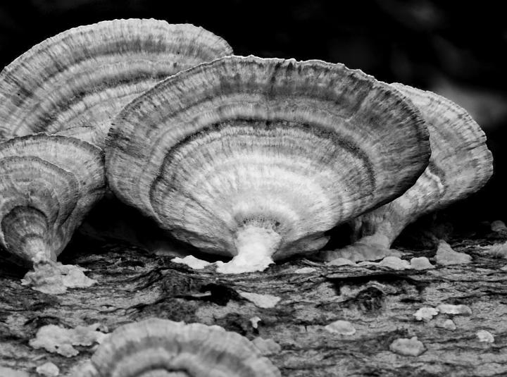 Purple Shelf Fungus 6640bw.jpg